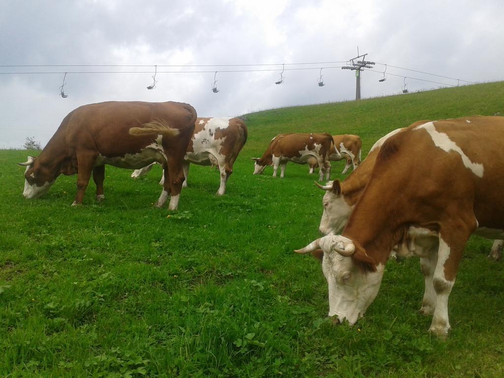 Appartement Reitlhof, Bio Berg Bauernhof Krispl Zewnętrze zdjęcie